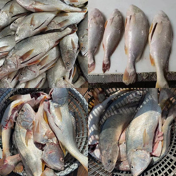 Fresh Frozen White Croaker perattu