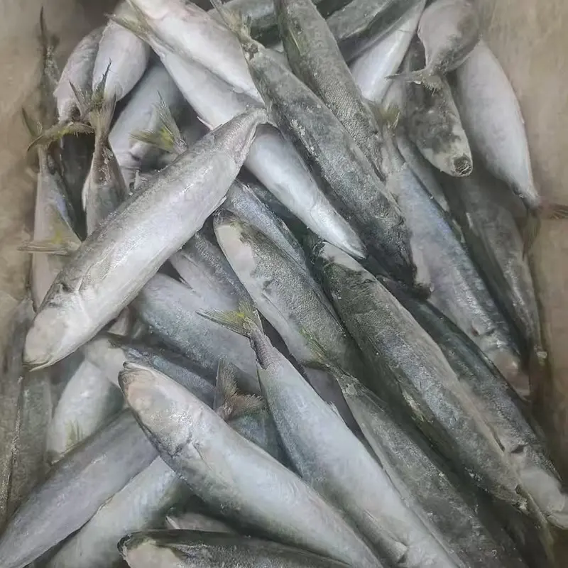Frozen Layang scad koko kierroksen
