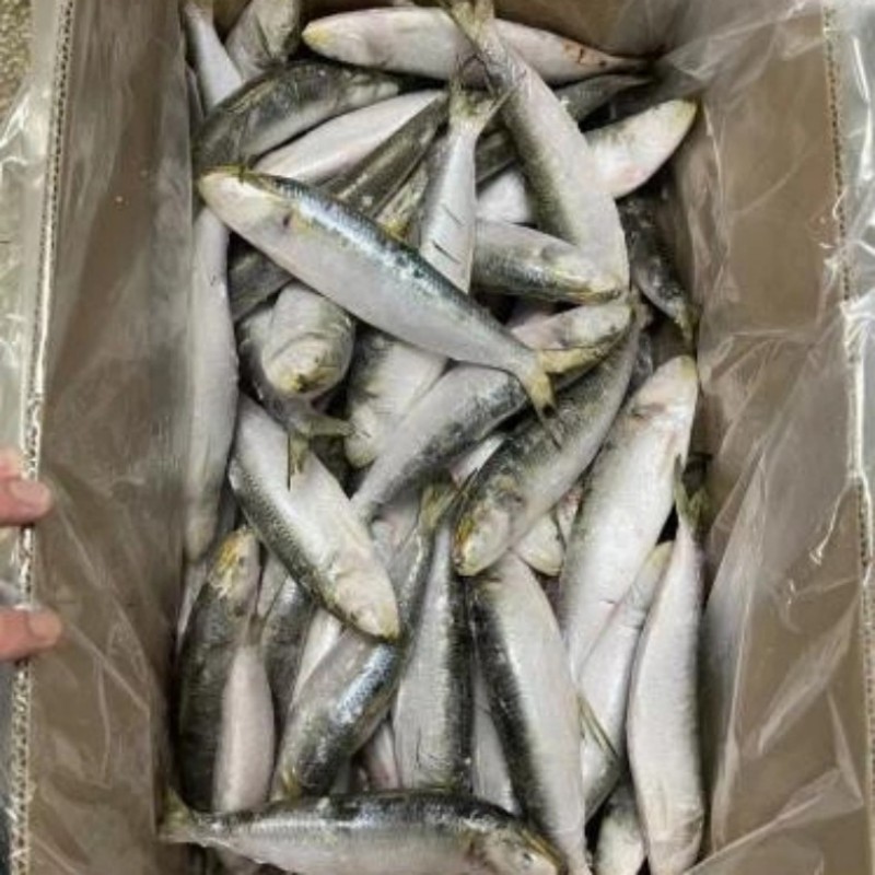 Jäädytetty sardiini koko kierros