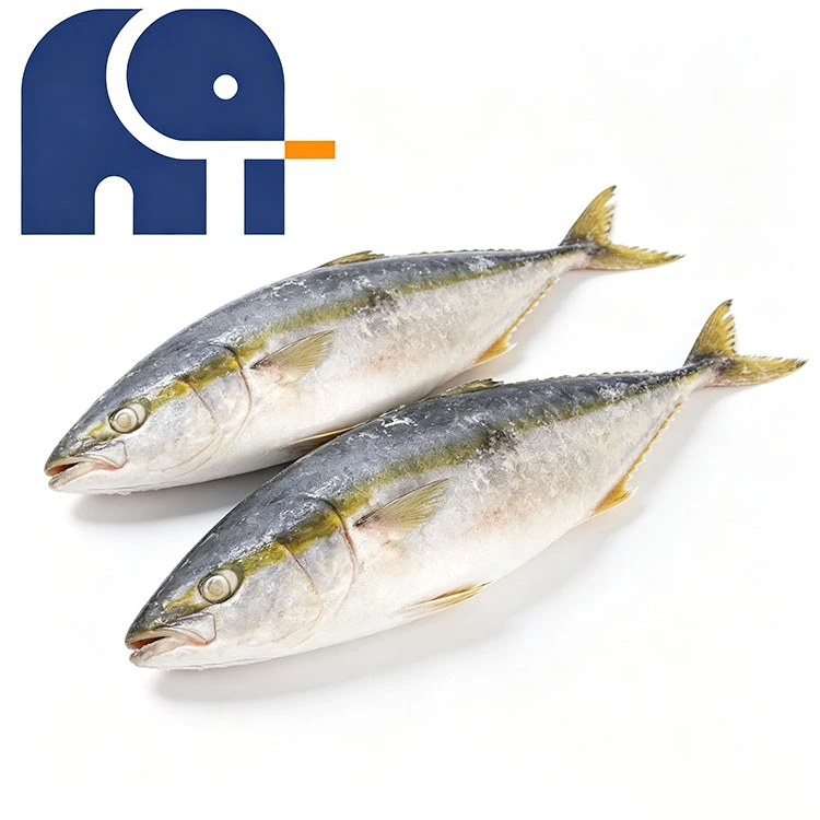 Frozen Yellowtail koko kierros