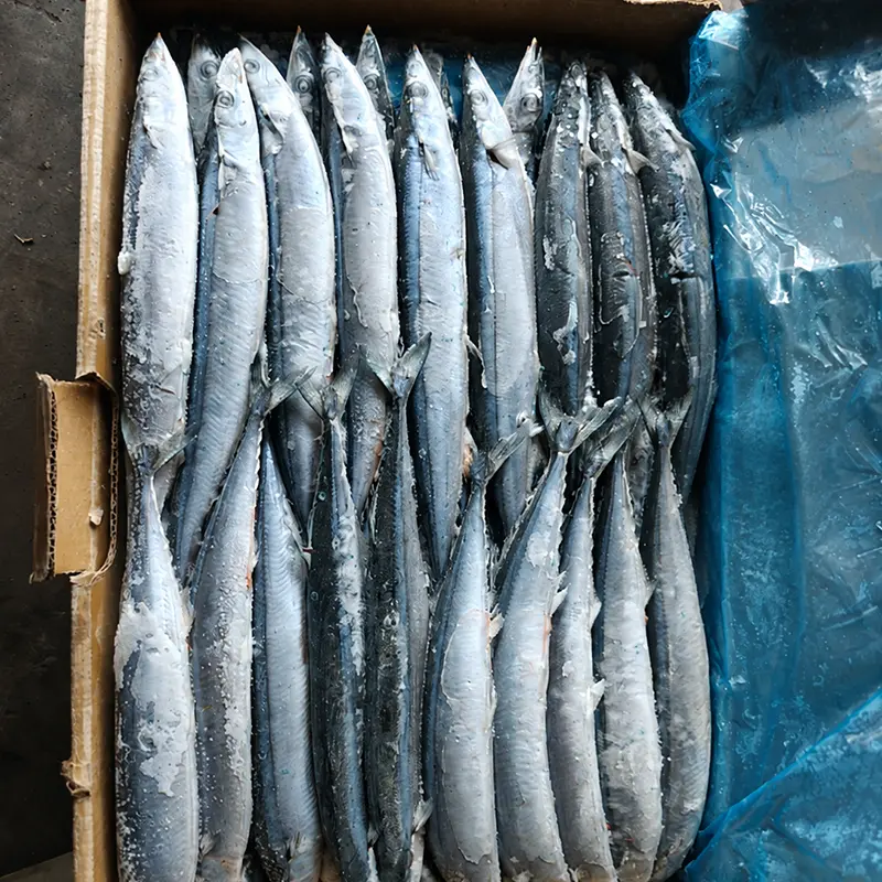 Korkealaatuinen Sea Frozen Pacific Saury
