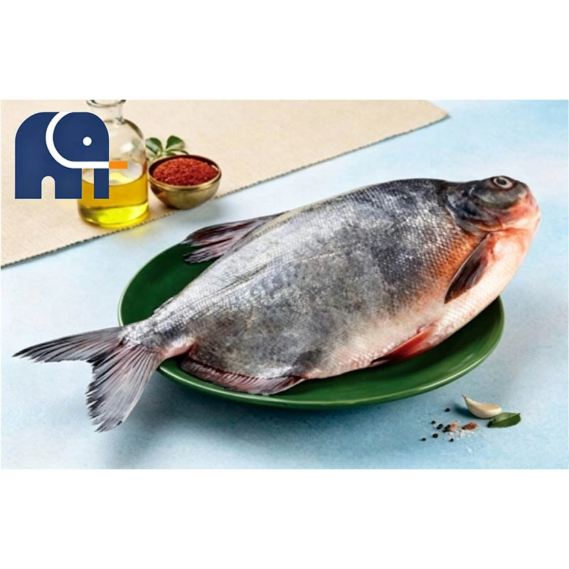 Premium Frozen Red Pomfret koko kierros