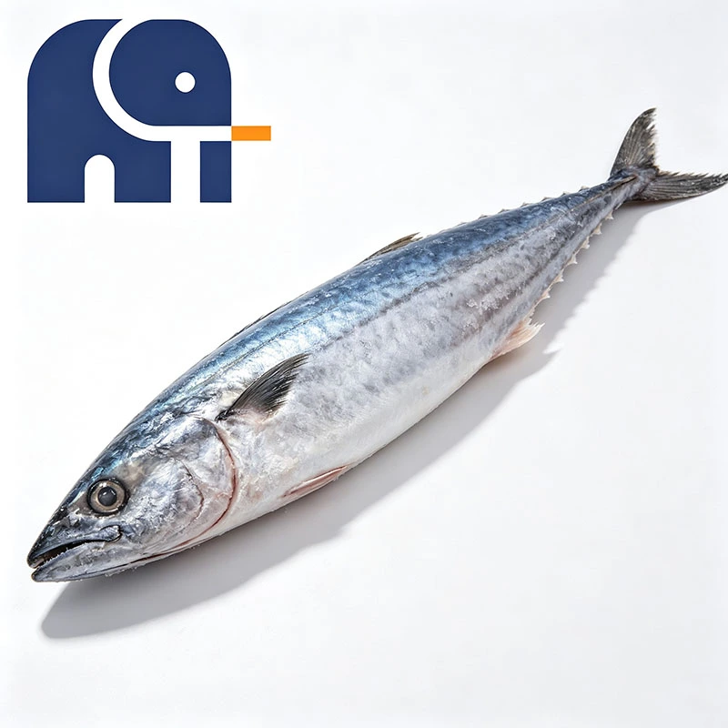 Premium jäädytetty espanjalainen makrilli