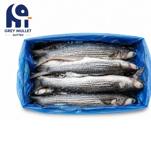 Jalostettu käsittely Frozen Grey Mullet Perattu
