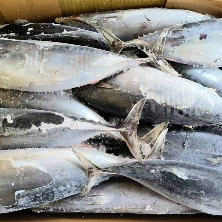 Sea Frozen Bonito tonnikala koko kierros